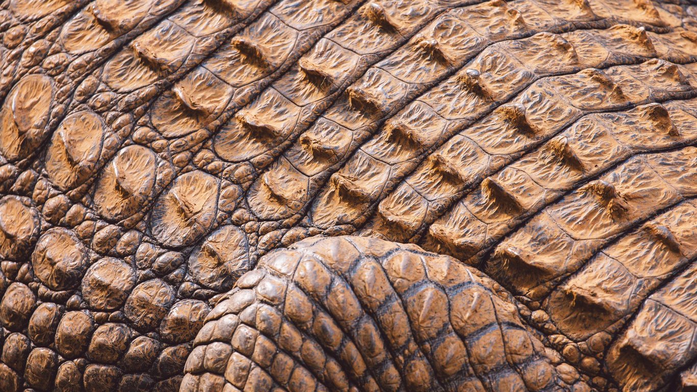 Caiman vs Alligator boots