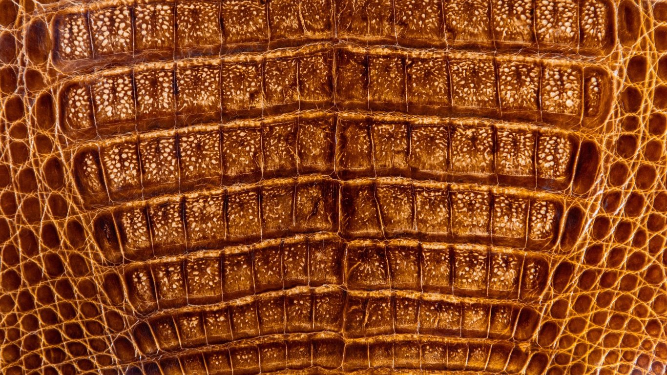 Caiman vs Alligator boots